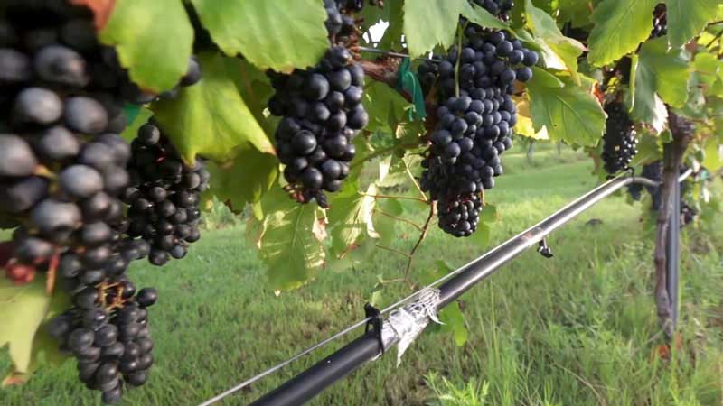 Preview of grapes video